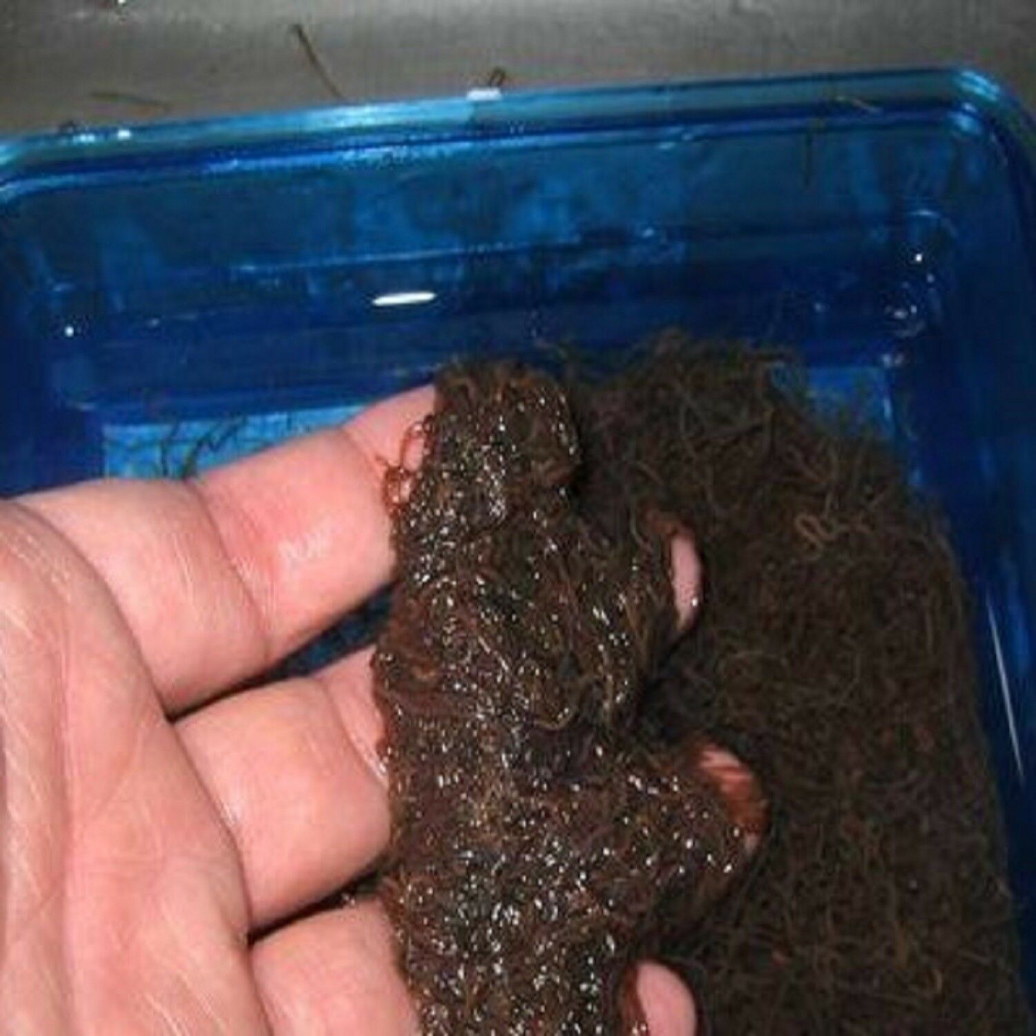 Blackworms, Freeze Dried Premium California Blackworms: Small Cubes, Free  Shipping Included, Live Blackworm